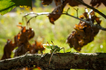 grasshopper on tree