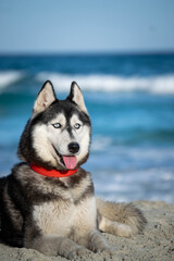 Fototapeta premium cute portraits of beautiful husky dog on beach during summer 