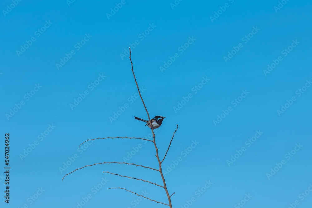 Poster adorable superb fairywren bird perching on a leafless tree branch under the blue sky