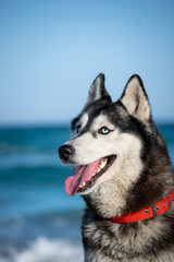 cute portraits of beautiful husky dog on beach during summer 