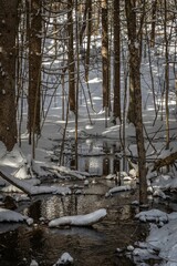 Vertical shot of a mountain stream runs through snowy trees
