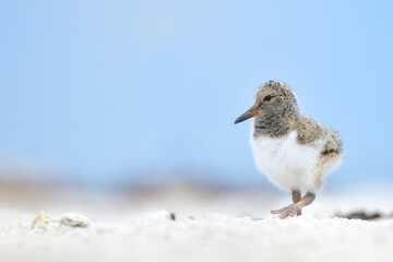 austernfischer Haematopus ostralegus