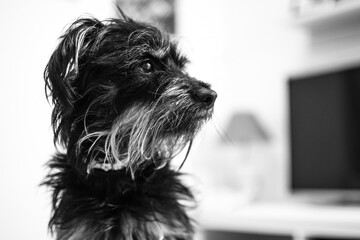 Portrait of a dog in black and white