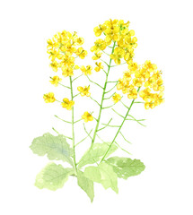 透明水彩で描いた菜の花　背景透過PNG	