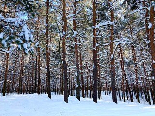 Spellbinding view at the Sormovsky Park in Nizhny Novgorod and its patterned pine trees creating an...