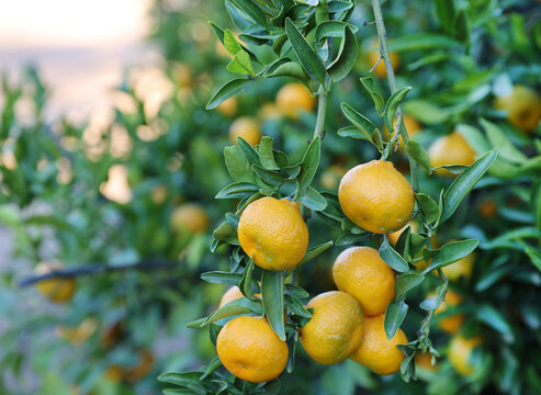 tangelo tree