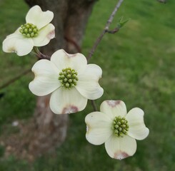 Dogwood tree blossom