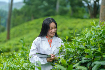 Researchers are checking the quality of tea leaves in tea plantations.Hand and tea leaves, soft tops of tea leaves ,Researcher hands on plants have tea leaves at hand and work files to check for work.