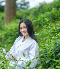 Researchers are checking the quality of tea leaves in tea plantations.Hand and tea leaves, soft tops of tea leaves ,Researcher hands on plants have tea leaves at hand and work files to check for work.