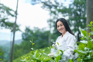 Researchers are checking the quality of tea leaves in tea plantations.Hand and tea leaves, soft...