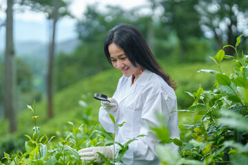Researchers are checking the quality of tea leaves in tea plantations.Hand and tea leaves, soft...