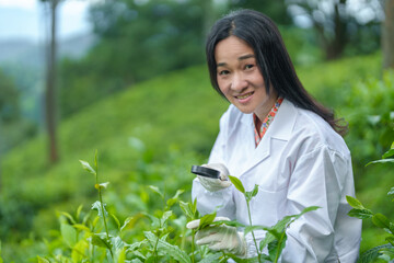 Researchers are checking the quality of tea leaves in tea plantations.Hand and tea leaves, soft...