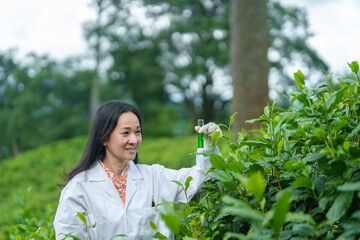 Researchers are checking the quality of tea leaves in tea plantations.Hand and tea leaves, soft tops of tea leaves ,Researcher hands on plants have tea leaves at hand and work files to check for work.