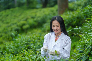 Researchers are checking the quality of tea leaves in tea plantations.Hand and tea leaves, soft...