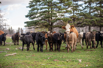 Cow with many calves outside in summer pasture