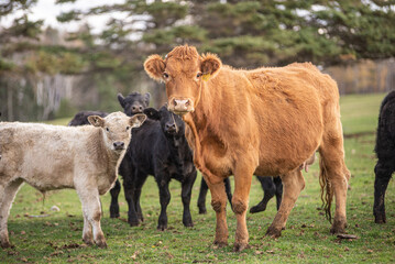 Mother cow and calves outsides in summer