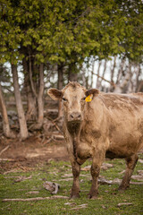 Naklejka na ściany i meble Charolais angus cow standing outside in summer field