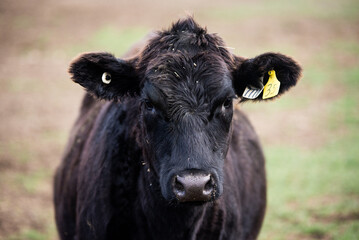 Black angus heifer in pasture