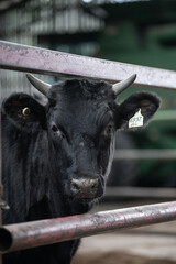 Wagyu bull in barn feeding station
