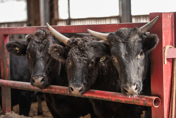 Wagyu bull in barn feeding station