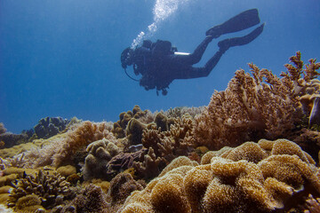 Coral garden © Zean
