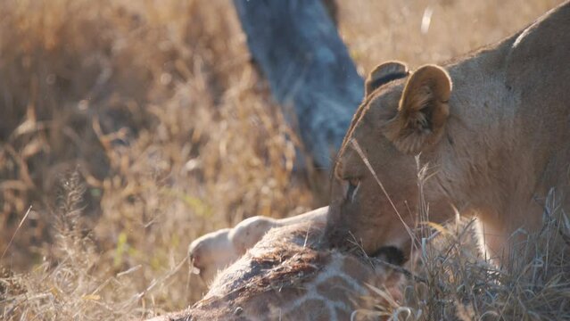Lioness pulling giraffe carcass through savannah grass with its jaws.
