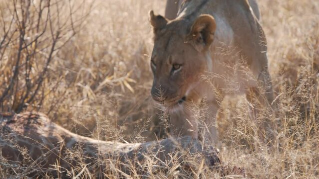 Lioness dragging giraffe carcass through savannah grass with its jaws.