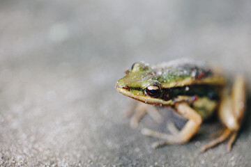 Common Green Frog (Hylarana erythraea)