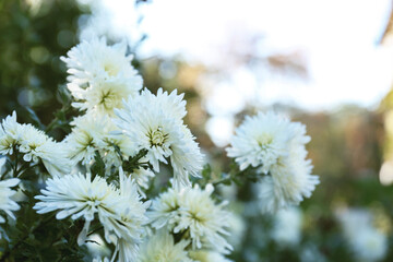 Beautiful chrysanthemum flowers growing on blurred background, closeup