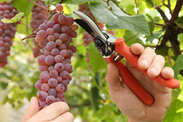Farmer with secateurs picking ripe red grapes in garden, closeup