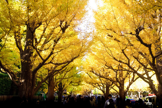 『秋の銀杏並木』 9,739 銀杏並木 Stock Photos, High-Res Pictures, and Images