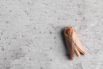 Brown common clothing moth on grey textured background, top view. Space for text