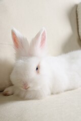 Fluffy white rabbit on sofa. Cute pet