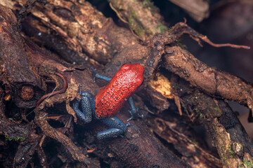 Blue jeans red frog costa rica