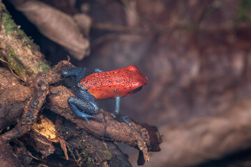 Blue jeans red frog costa rica