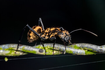 Camponotus golden ant