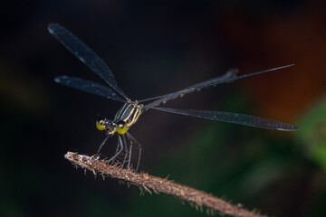 fly dragon insect macro costa rica