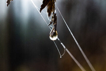 A Dew Drop In The Morning