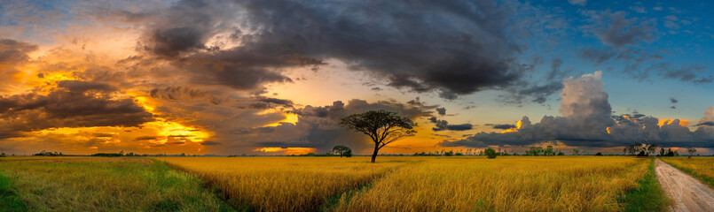 Panorama view of  dark clouds in the sunset sky in day light over the yellow rice fields and trees on a farmland in rural Thailand.Ripe rice field and sky landscape on the farm.