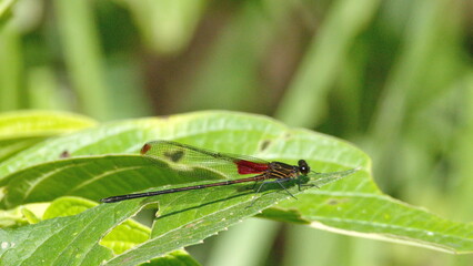 Fototapeta premium Damselfly on a leaf in the Intag Valley, outside of Apuela, Ecuador