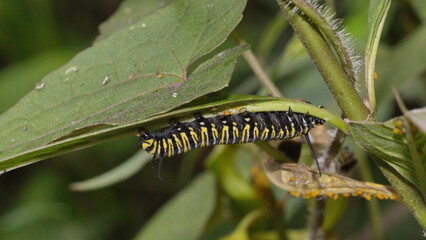 Monarch caterpillar on a milkweed plant in the Intag Valley, outside of Apuela, Ecuador