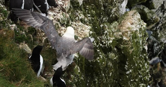 Fulmar bird landing on a cliff edge in Bempton cliffs, Yorkshire, United Kingdom