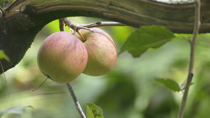 Sweet and organic plums grown at Fu Shou Shan Farm mountain in Taiwan
