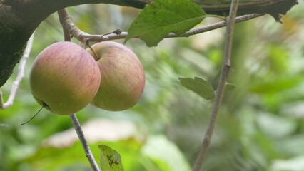 Sweet and organic plums grown at Fu Shou Shan Farm mountain in Taiwan