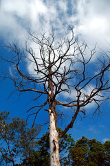 Dead tree without leaves in the middle of the forest with blue sky