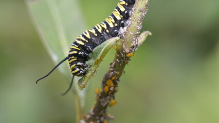 Monarch caterpillar on a milkweed plant in the Intag Valley, outside of Apuela, Ecuador