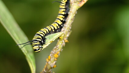 Monarch caterpillar on a milkweed plant in the Intag Valley, outside of Apuela, Ecuador