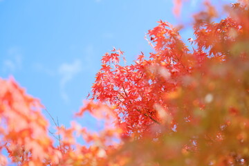 青空に映えるかえでの紅葉