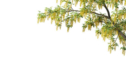 Golden chain tree or laburnum trees and branches isolated	
 - obrazy, fototapety, plakaty