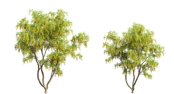 Golden Chain Tree Or Laburnum Trees And Branches Isolated	
